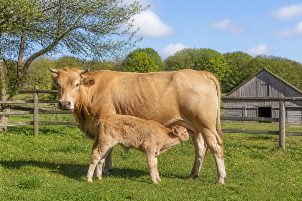 découvrez pourquoi la vache allaitante séduit de plus en plus les éleveurs familiaux, un modèle d’élevage durable et adapté aux petites exploitations.