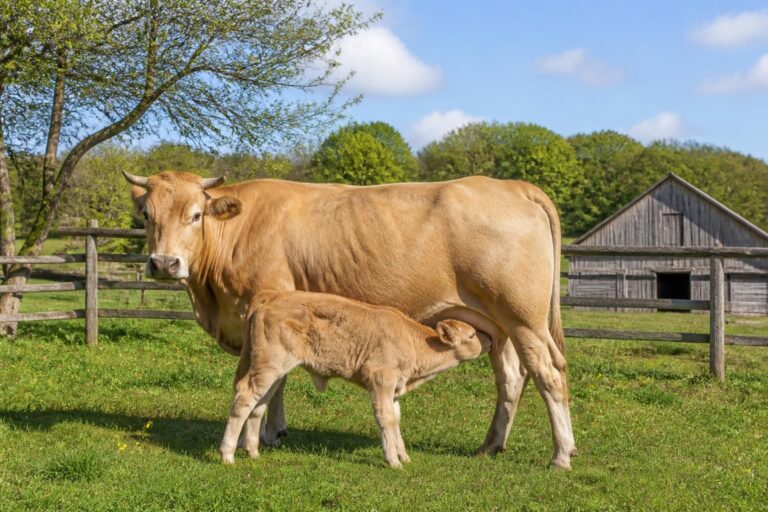 découvrez pourquoi la vache allaitante séduit de plus en plus les éleveurs familiaux, un modèle d’élevage durable et adapté aux petites exploitations.